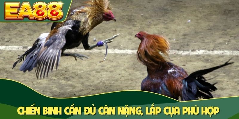Chiến binh cần đủ cân nặng, lắp cựa phù hợp
