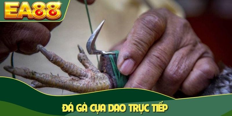 Đá Gà Cựa Dao Trực Tiếp: Chinh Phục 100+ Trận Đấu Đỉnh Cao 2 Đá gà cựa dao trực tiếp